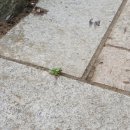 무심교옆 이미지