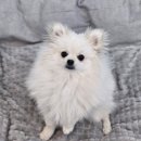 멍보드레 이미지