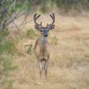 장수녹용 이미지