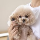 개털도사