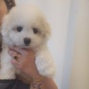 탑 퍼피(TOP PUPPY) 이미지