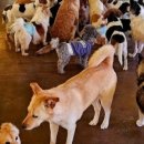 퍼피펜트하우스 이미지