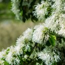 이팝나무길 이미지