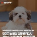 세계로동물의료센터 | 강아지 선천성 심장병 PDA, 최소침습 인터벤션 시술로 완치, 노원강북동물병원, N동물의료센터 노원점