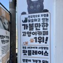 집사의하루 연남점 | 고양이들이 너무 귀여워! 집사의하루(연남점)