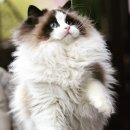 랙돌캐터리파이널돌 이미지