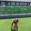 모모댕댕 이미지