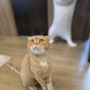 묘한쉼터 이미지