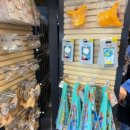 올스타 | 올랜도 디즈니월드 숙소 추천! 가성비 올스타 무비 리조트 후기 (가격, 셔틀, 룸, 푸드코트)