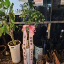 네코라멘야 이미지