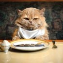 행복한고양이 이미지