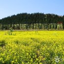 [제주도 서귀포시] 서귀포 유채꽃 국제걷기대회 2015 이미지