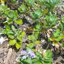 숨비기낭 이미지