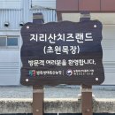 [전남 구례] 지리산 치즈랜드 수선화 만개 상황🌼ㅣ구례 가볼 만한 곳, 구례 수선화, 광주 근교 가볼만한...