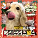 쉐이크테일 강아지 애견 유치원 호텔 미용 이미지