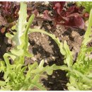 다마내기 이미지