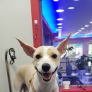 개털깍는 사랑이네 이미지