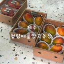 청림농장 | [제주애플망고] 청림애플망고농장 후기