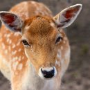 보성한우 직판장 이미지