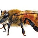 “거, 꿀벌 좀 빌립시다”… 과일농가, 벌통 쟁탈전- 조선 230415 이미지