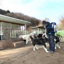 대형견프리미엄아울렛 이미지