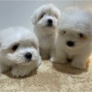 청주 강아지 분양 리몽드 퍼피 켄넬 이미지