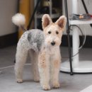 남현댕 애견미용 이미지