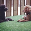 샤이니덴탈 이미지