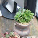 조안농장 이미지