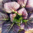 여수농업기술센터 이미지