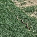 철마산 칼국수 이미지