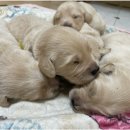 GR kennel 이미지