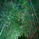 대숲사이 | 울산 태화강국가정원 십리대숲 은하수길 야경 &amp; 퓨전음식 맛집 덕클 포장!