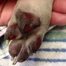 멍멍이발바닥 이미지