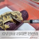 남촌로 | [인천 남동구]크리스티드게코 입양 파충류샵 리치맨 인천점 방문 후기