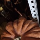 맷돌호박 씨앗 이미지