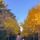 제주대학교 (제대아파트방면) | 실시간 제주대학교 천아계곡 1100고지 제주도 단풍 진짜 막차지나갑니다😂