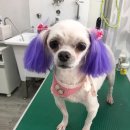 쁘띠멍멍 이미지