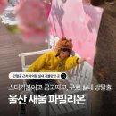 11545-03-33-25 | 울산 새울 파빌리온 7세 아이와 함께 즐기는 실내 방탈출 체험 (+ 난이도, 주차, 벚꽃 포토존)