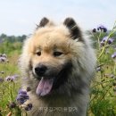 뛰댕길겨미용할겨 - 청주시 흥덕구 직지대로 635 | 뛰댕길겨미용할겨