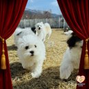 댕댕이집 이미지