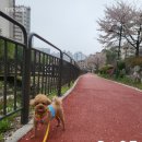 벨라 펫 살롱 이미지