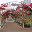 금강수변공원 숲바람장미원 이미지