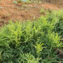 매전우체국 이미지