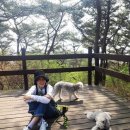 봄날의 댕댕이 이미지