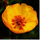 10월16일 이끼장미(채송화(菜松花),Moss Rose)[世界食糧의날],[化學造味料안먹는날] 이미지