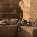 행복한고양이 이미지