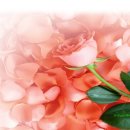 에너벨리 이미지