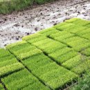 한농종묘농약사 이미지