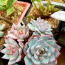 동운슈퍼 이미지